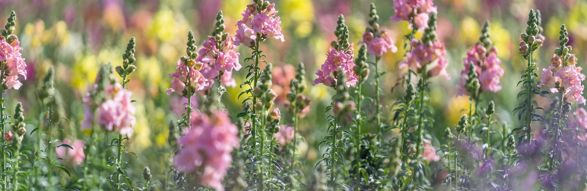 Colorful snapdragon flowers bloom in a vibrant field in Dubai, capturing nature's beauty.