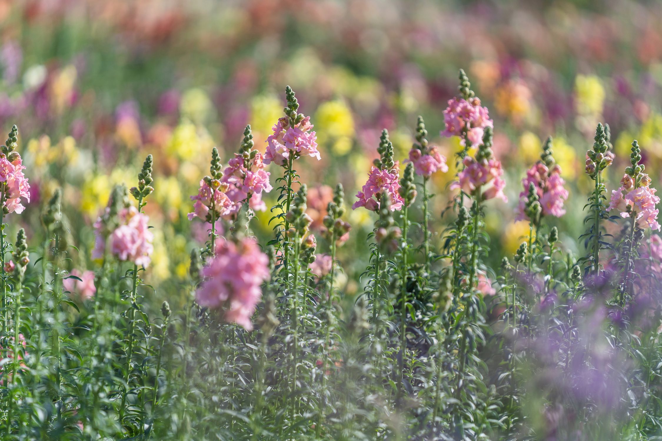 Growing Lilac Flowers in the Field · Free Stock Photo