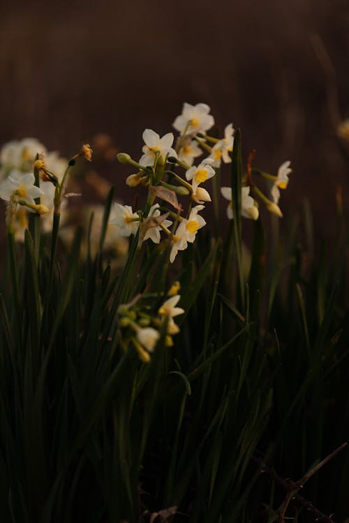 

A Close-Up Shot of Bunch-Flowered Daffodils