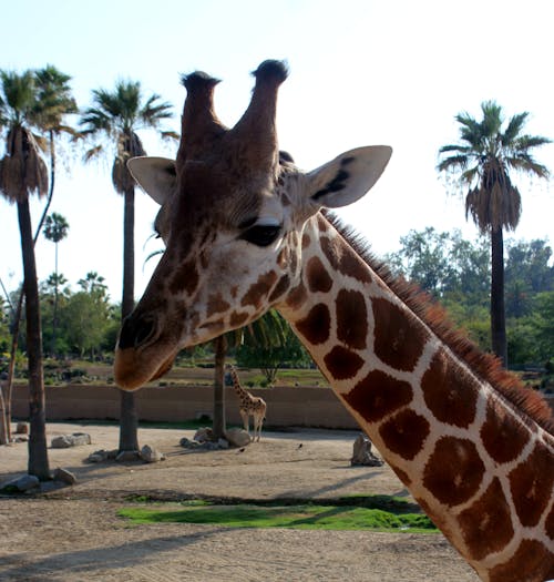 Free stock photo of giraffe, wildlife, zoo animal Stock Photo