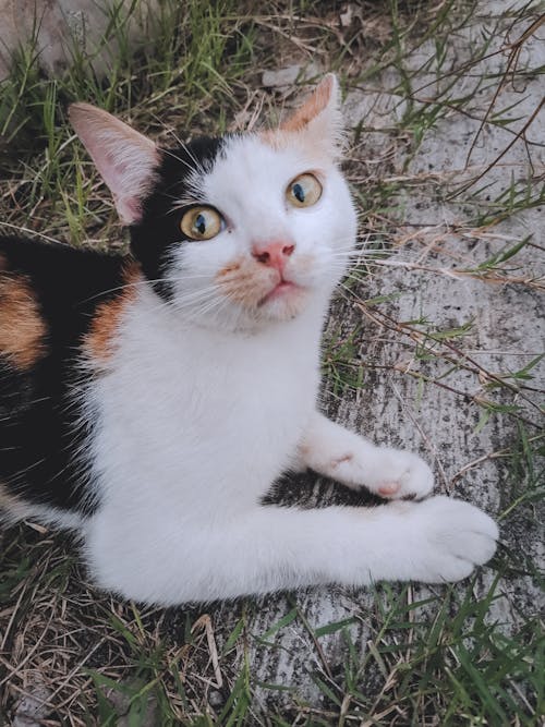 Close-Up Shot of a Tabby Cat