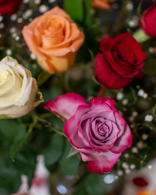 A Bouquet of Fresh Roses 