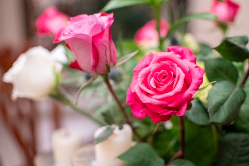 Close-Up Shot of Pink Roses in Bloom