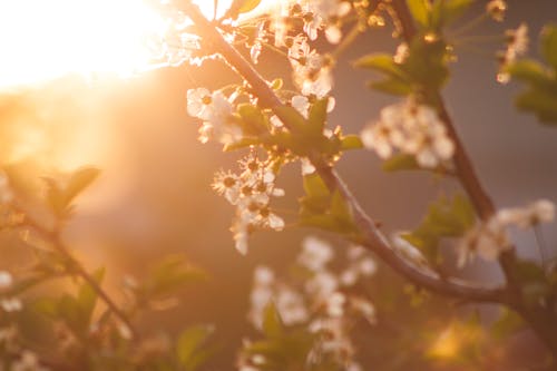 Free Δωρεάν στοκ φωτογραφιών με άνθος κερασιάς, άνοιξη, εαρινό ταπετσαρία Stock Photo