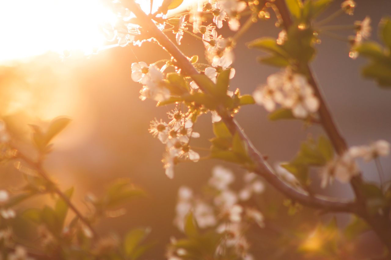 beautiful cherry blossoms glowing in the warm light of a spring sunset