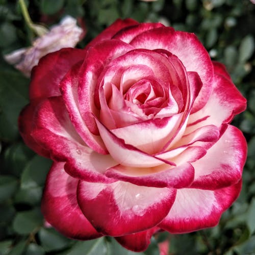 A Rose Flower in Bloom