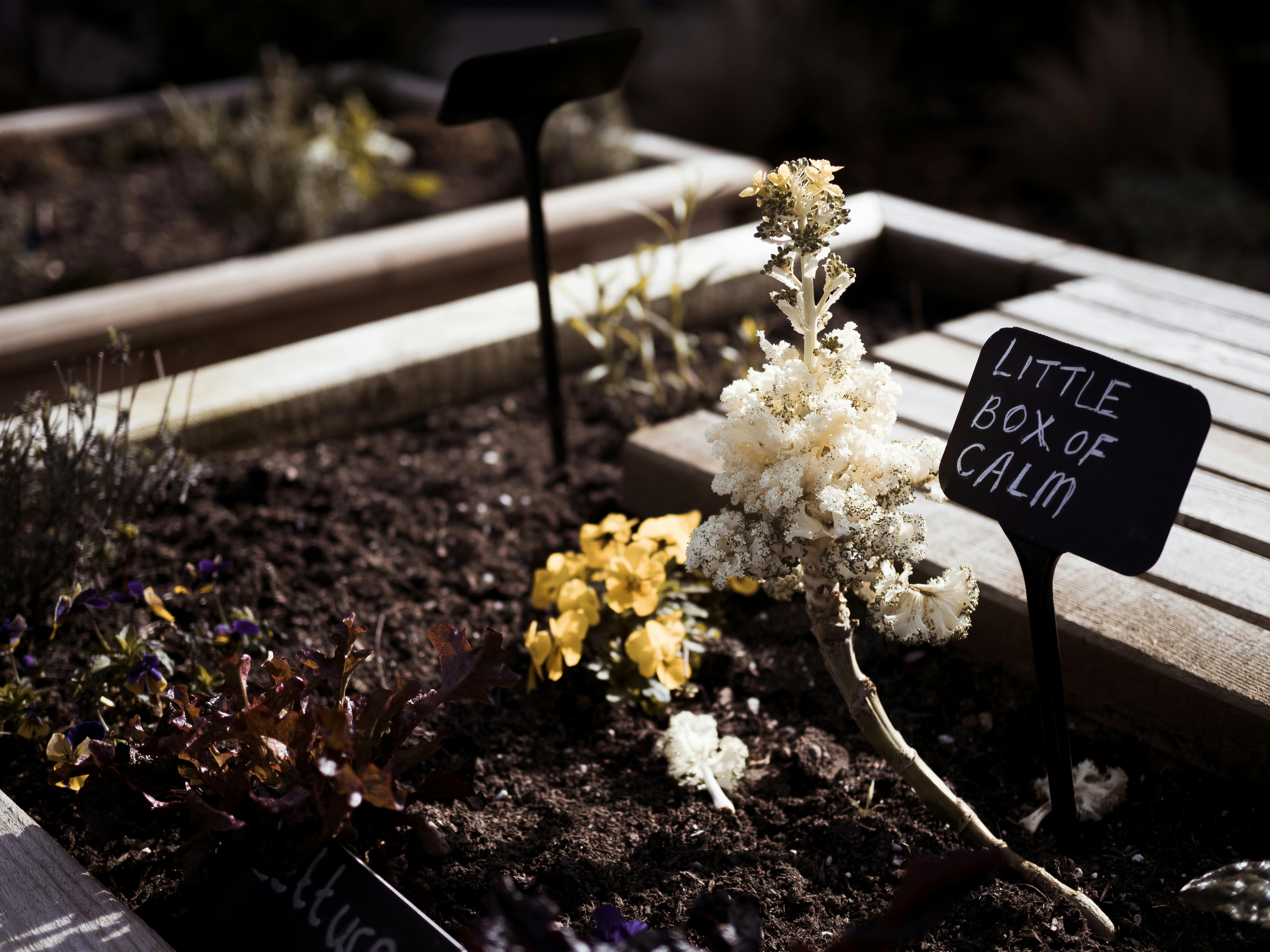 Tottenham chief 'placed on gardening leave' as summer shake-up continues — Photo by Lisa from Pexels on Pexels