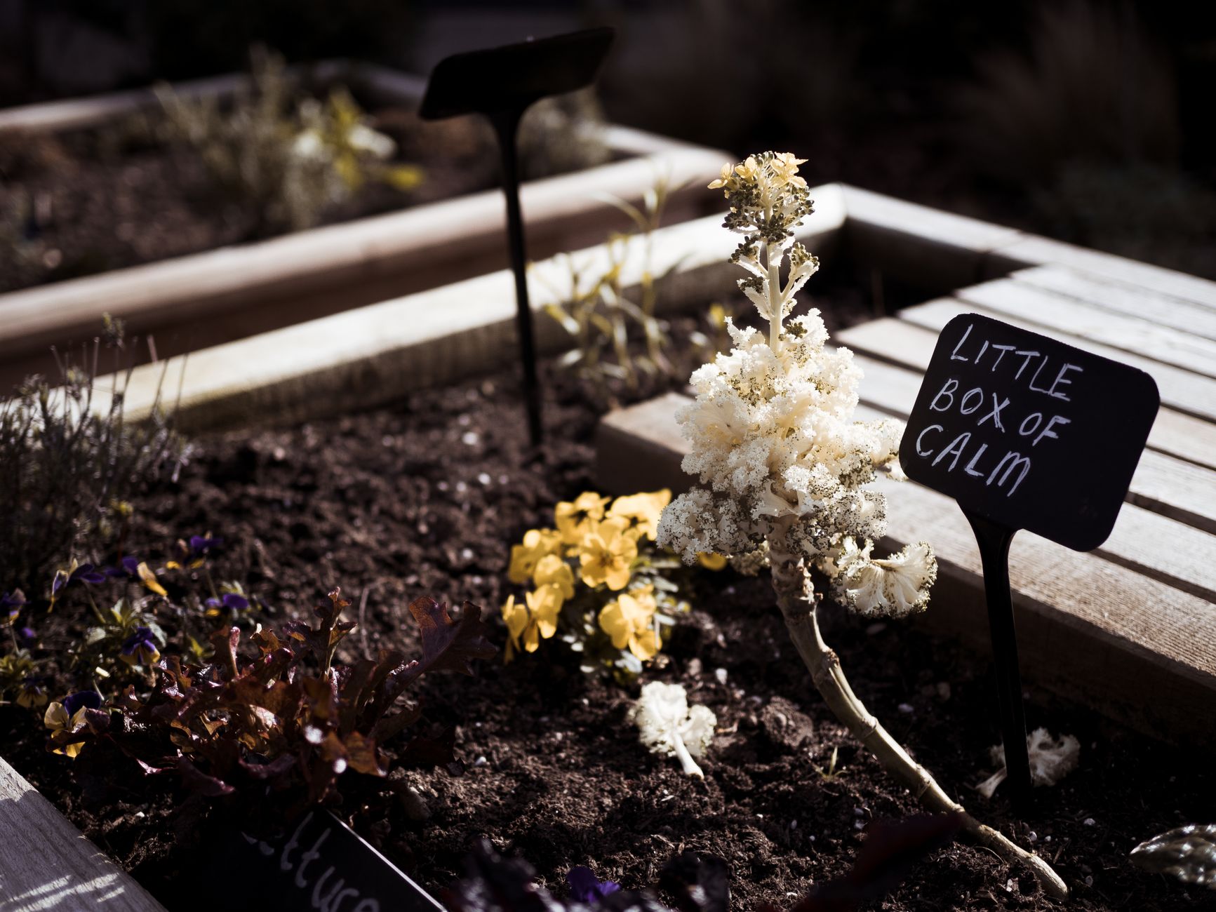 soil testing kit raised bed UK