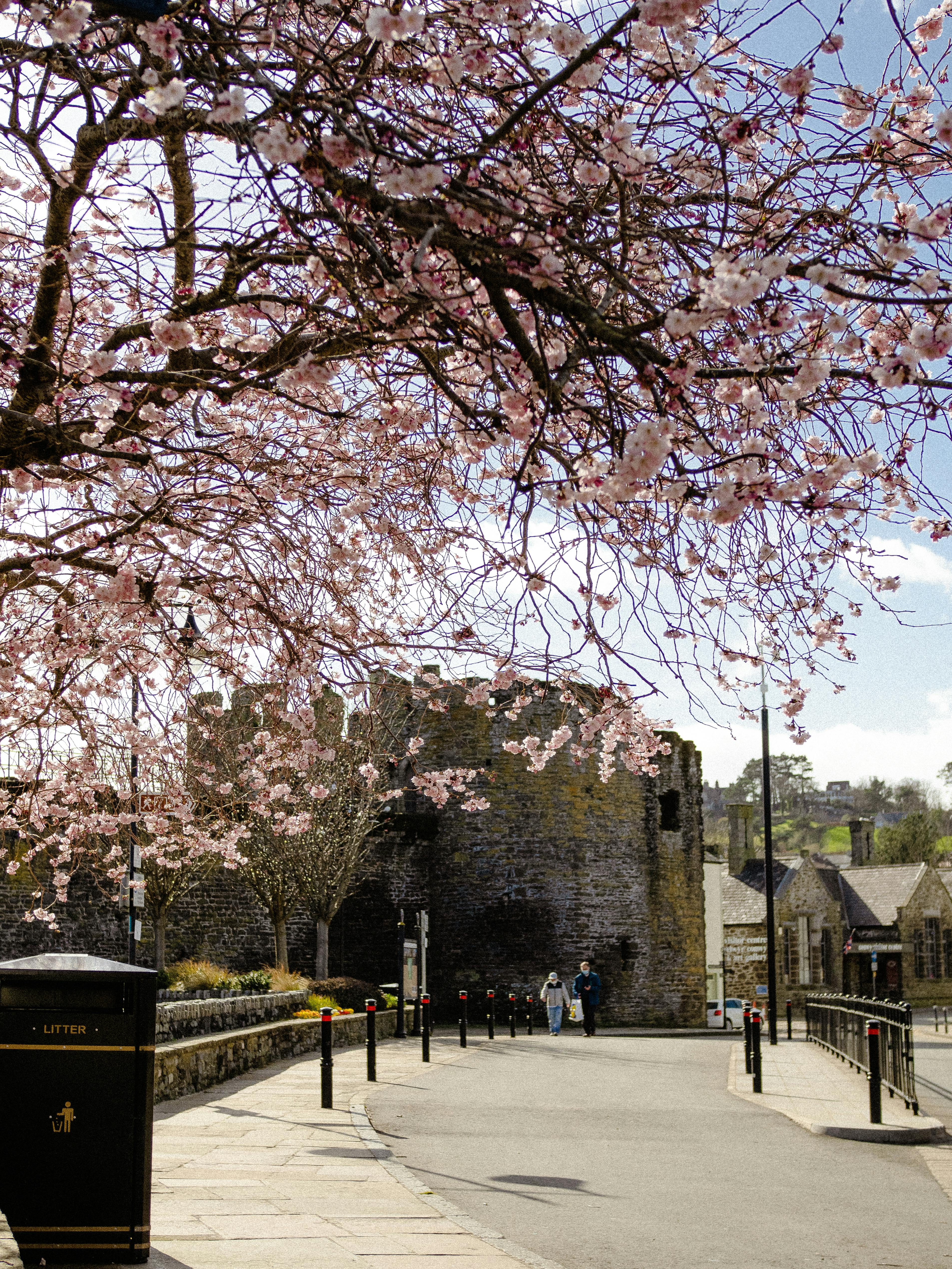 Scenic view of cherry blossoms with Conwy Castle in the background during springtime.