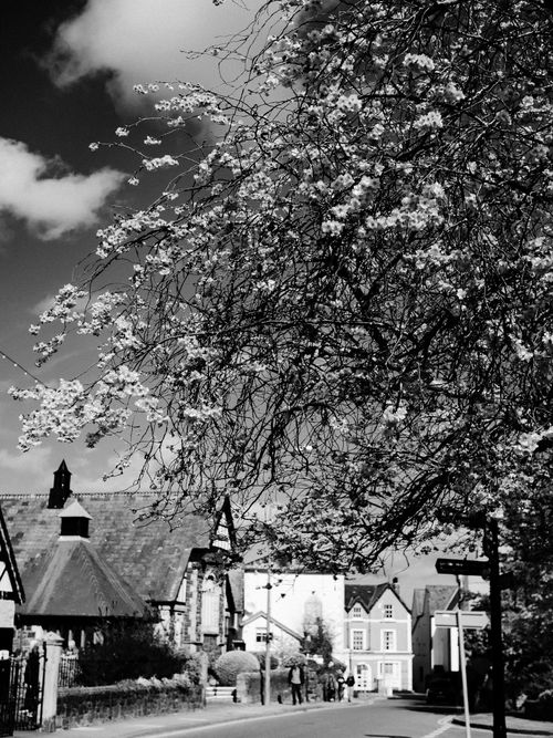 Free Black and white photo of a suburban street in Conwy, showcasing blooming trees and historic architecture. Stock Photo