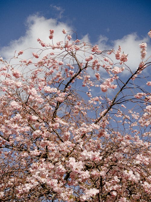 Fotos de stock gratuitas de árbol, bonito, cerezos en flor