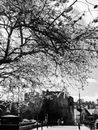 Grayscale Photo of Bare Tree