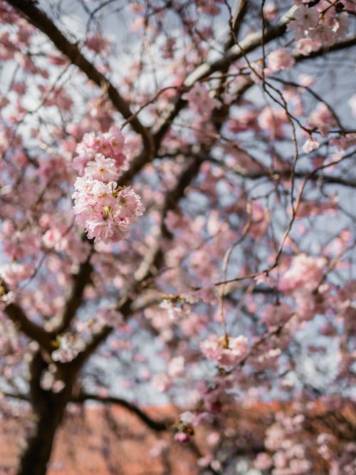 Kostenloses Stock Foto zu blumen, blüte, duft