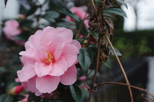 Foto stok gratis berwarna merah muda, bidikan close-up, bunga