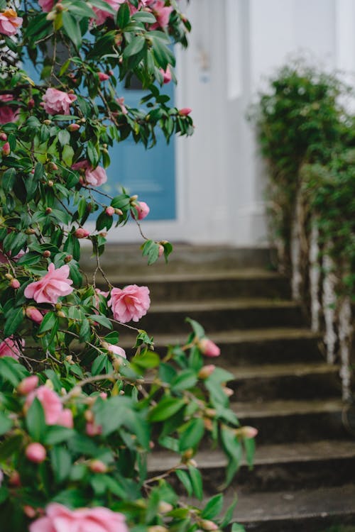 Gratis lagerfoto af blomstermotiv, blomstrende, delikat