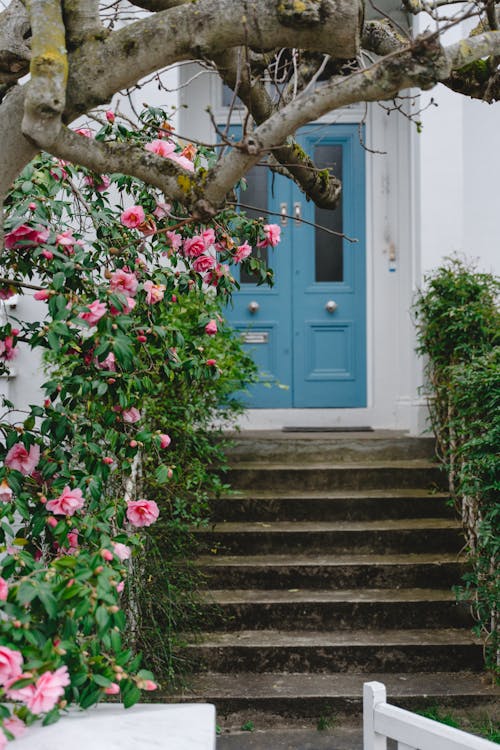 Gratis stockfoto met binnenkomst, blauwe deur, bloeiende rozen Stockfoto
