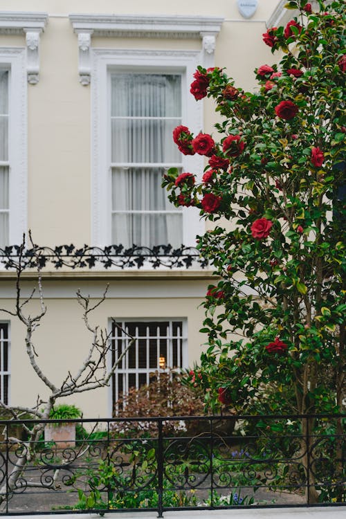 Free Photo of Blooming Red Flowers in Front of Residential Home Stock Photo