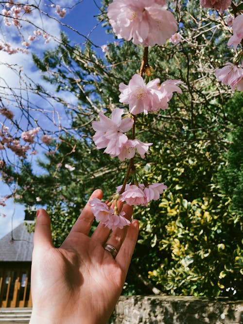 Crop unrecognizable person touching tender pink Sakura flowers