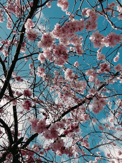 Δωρεάν στοκ φωτογραφιών με sakura, αίθριος, ανάπτυξη