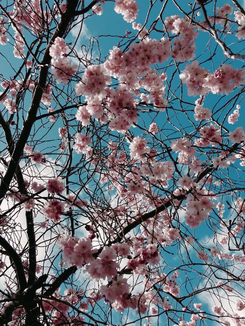 From below branches of blossoming Sakura tree with tender pink blooms under cloudless blue sky on sunny spring day