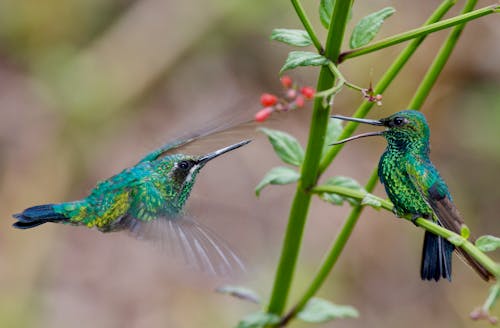 Foto d'estoc gratuïta de animal, au, aviari