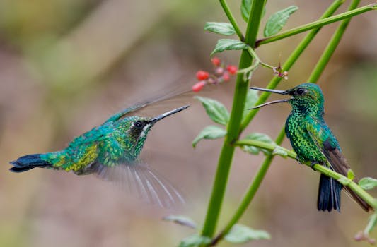 Two blue-tailed emerald hummingbirds interacting among tropical foliage in Trinidad's wild.