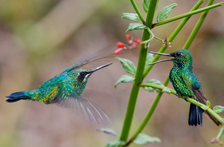 A Pair Of Blue Tailed Emerald Birds