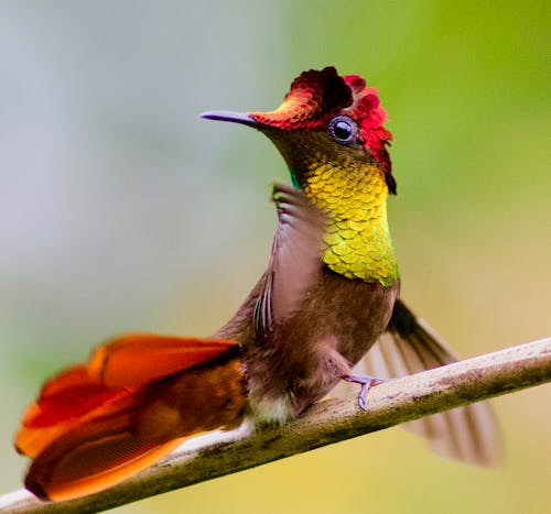 Free Close-Up Shot of a Hummingbird Perched on a Tree Branch Stock Photo