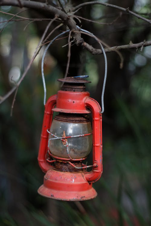 An Old Red Oil Lamp Hanging on a Tree Branch