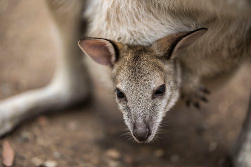 Free A Joey Inside Its Mother Pouch Stock Photo
