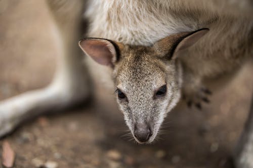 Foto profissional grátis de animais selvagens, animal, Austrália