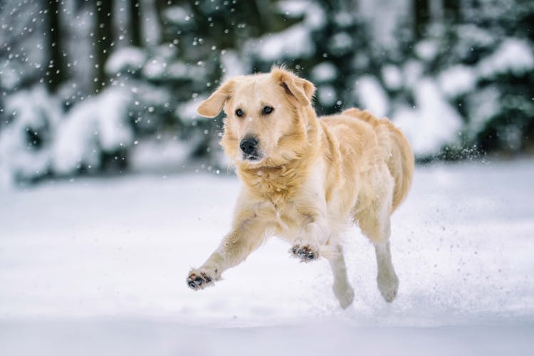 A Golden Retriever Running On Snow