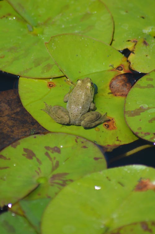 Free stock photo of amphibian, animals, ature