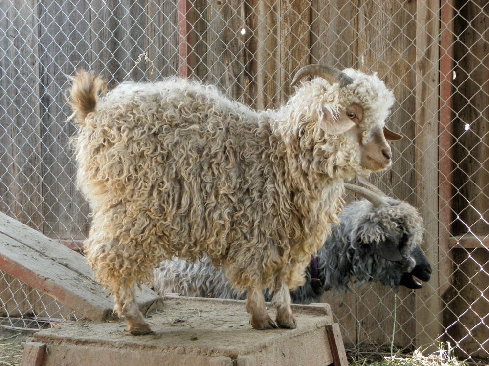 Angora Goats in the Farm · Free Stock Photo