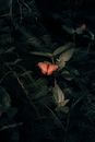 Red Flower Surrounded by Green Leaves