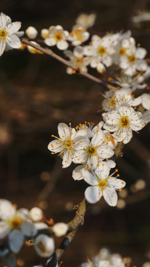 Free Detailed close-up shot of lovely white plum blossoms in springtime. Stock Photo