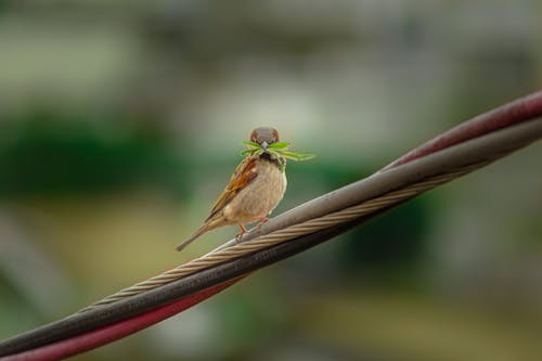 A Brown and White Bird Perched on Wire with Leaves on It's Beak