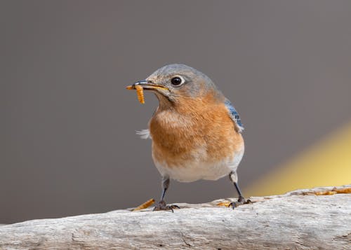 Gratis arkivbilde med bite, eastern bluebird, fjær