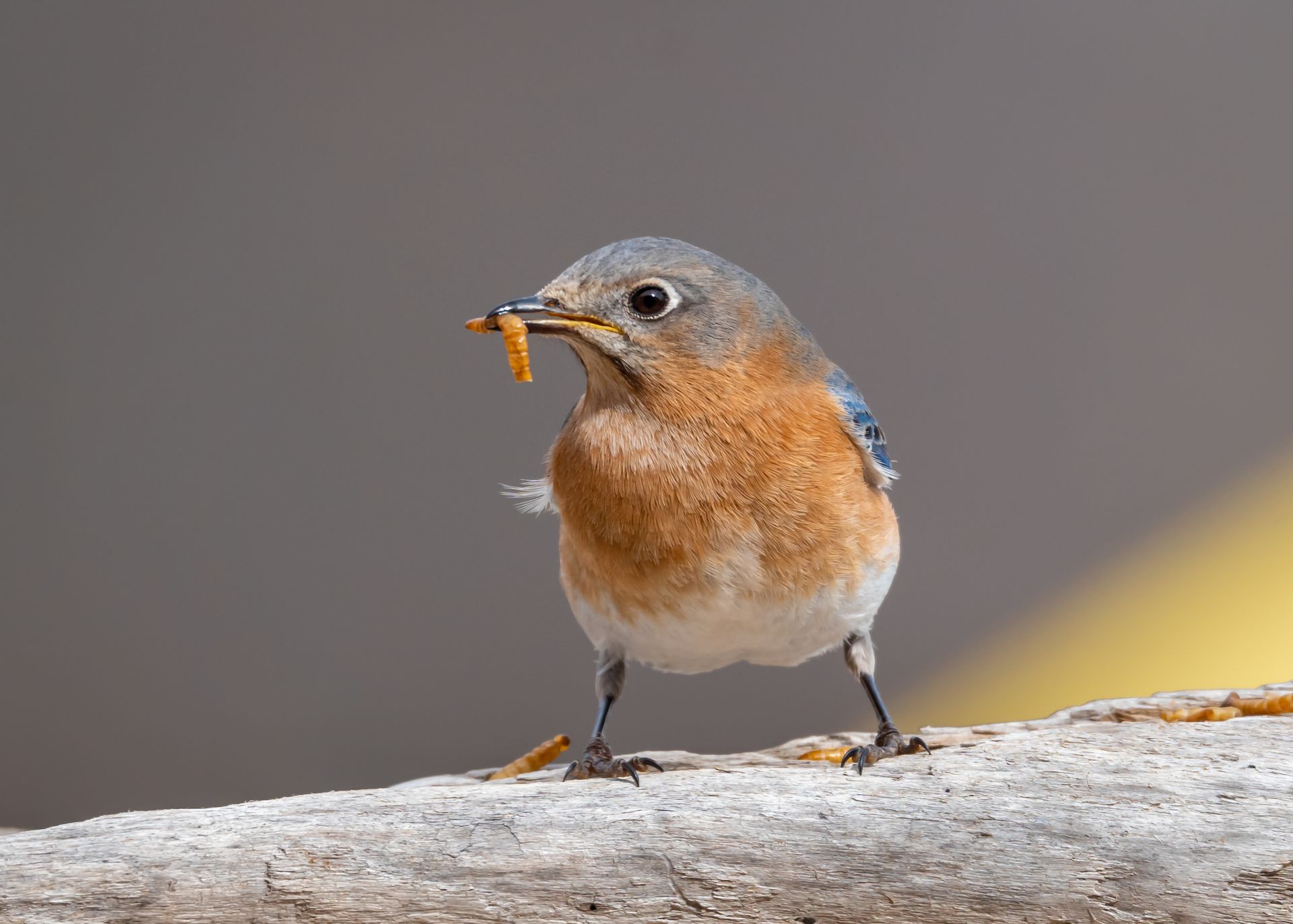Eastern Bluebird Biting a Worm