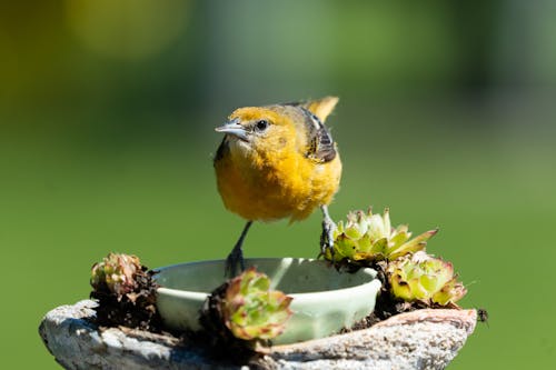 Imagine de stoc gratuită din animal, aviar, baltimore oriole