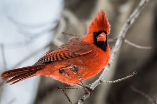 Free Close-up shot of a bright Northern Cardinal on a tree branch, showcasing its vibrant red feathers. Stock Photo