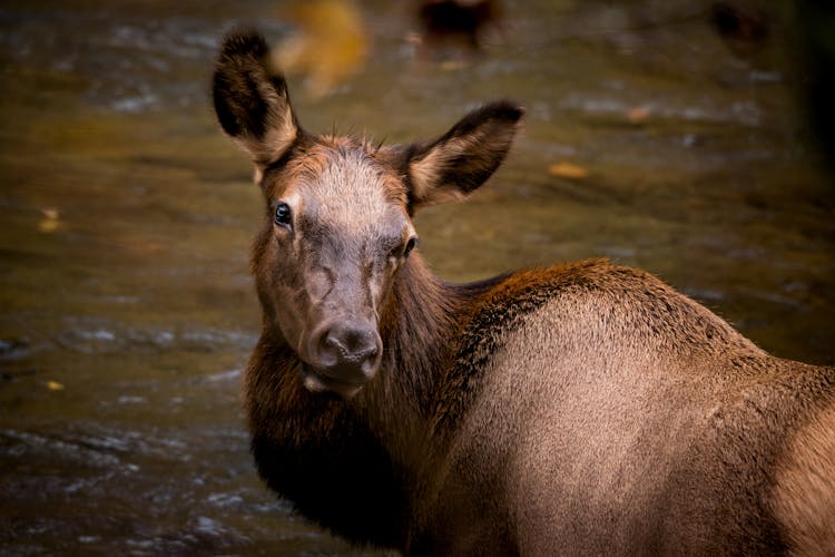 An Elk In A River