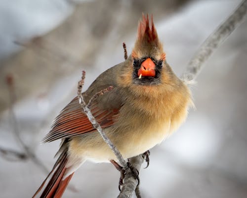 A Northern Cardinal Bird Perched on a Tree Branch