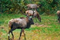 Brown Deer on Green Grass Field