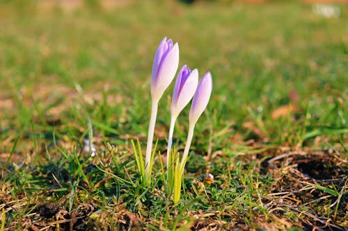 Free Purple Crocus Flowers Blooming on Ground with Green Grass Stock Photo