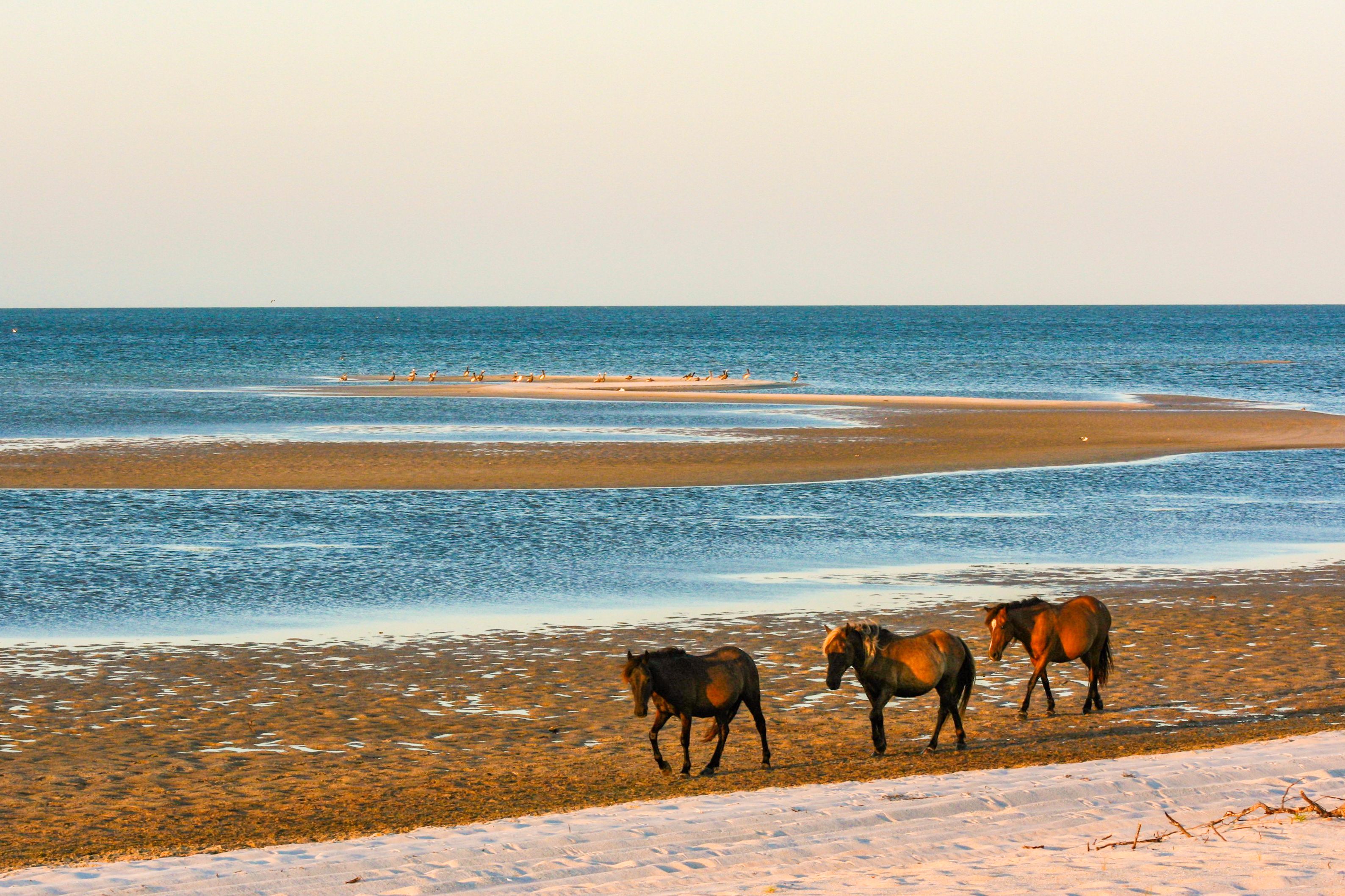 Horses Walking on the Beach · Free Stock Photo