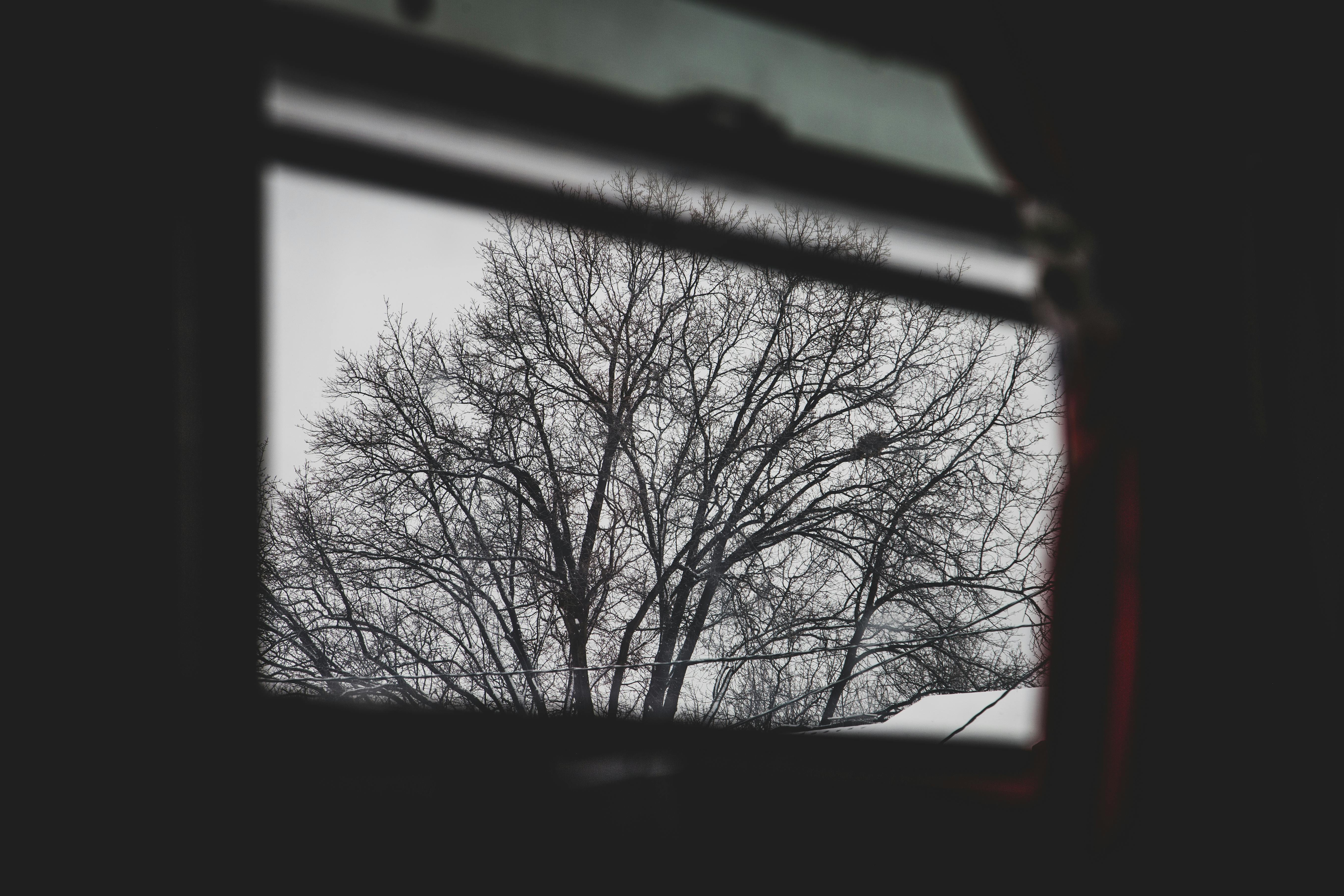 Free stock photo of trees, window, winter