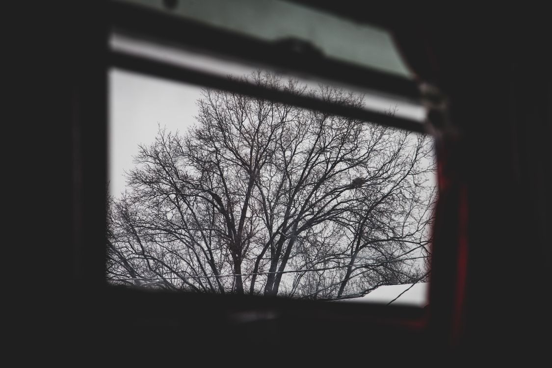 Free stock photo of trees, window, winter