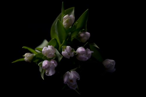 Free A bouquet of pale tulips on a dark background, highlighting elegance. Stock Photo
