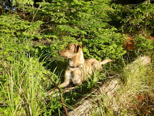 Foto profissional grátis de cachorro, natureza